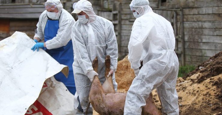 Alarmă de pestă porcină africană în centrul Italiei. Picnicuri interzise în nordul Romei
