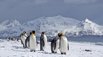 Schimbările climatice amenință cel mai mare pinguin din lume, Pinguinul Împărat