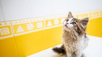 Aproape 7.000 de animale fără pedigree au fost sterilizate în Capitală