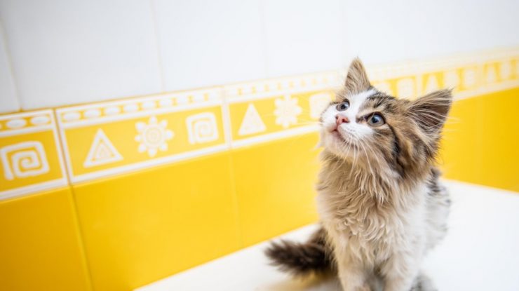 Aproape 7.000 de animale fără pedigree au fost sterilizate în Capitală