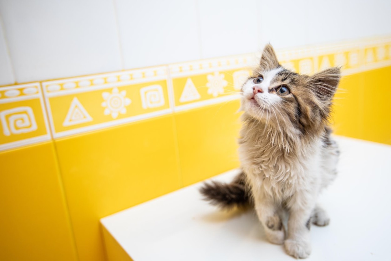 Aproape 7.000 de animale fără pedigree au fost sterilizate în Capitală