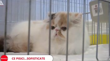 Peste 150 de pisici vor putea fi admirate în cadrul Salonului Internațional de Pisici de la București, intitulat „SofistiCAT”