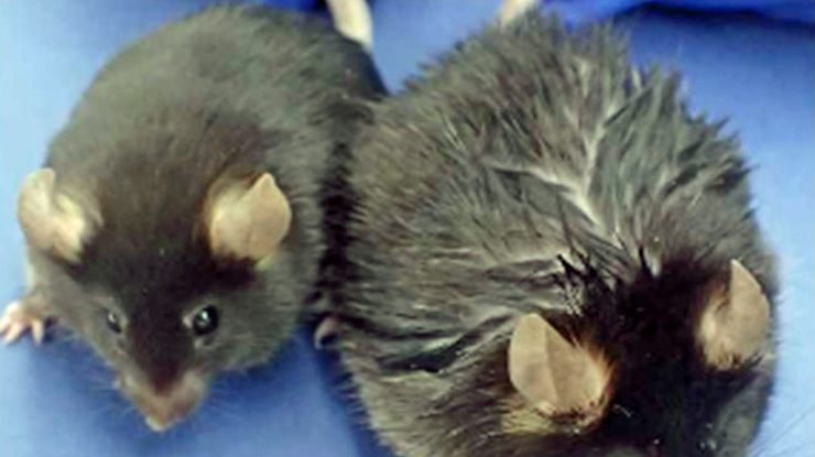 Lichidul spinal de la șoareci ar putea stimula amintirile persoanelor în vârstă