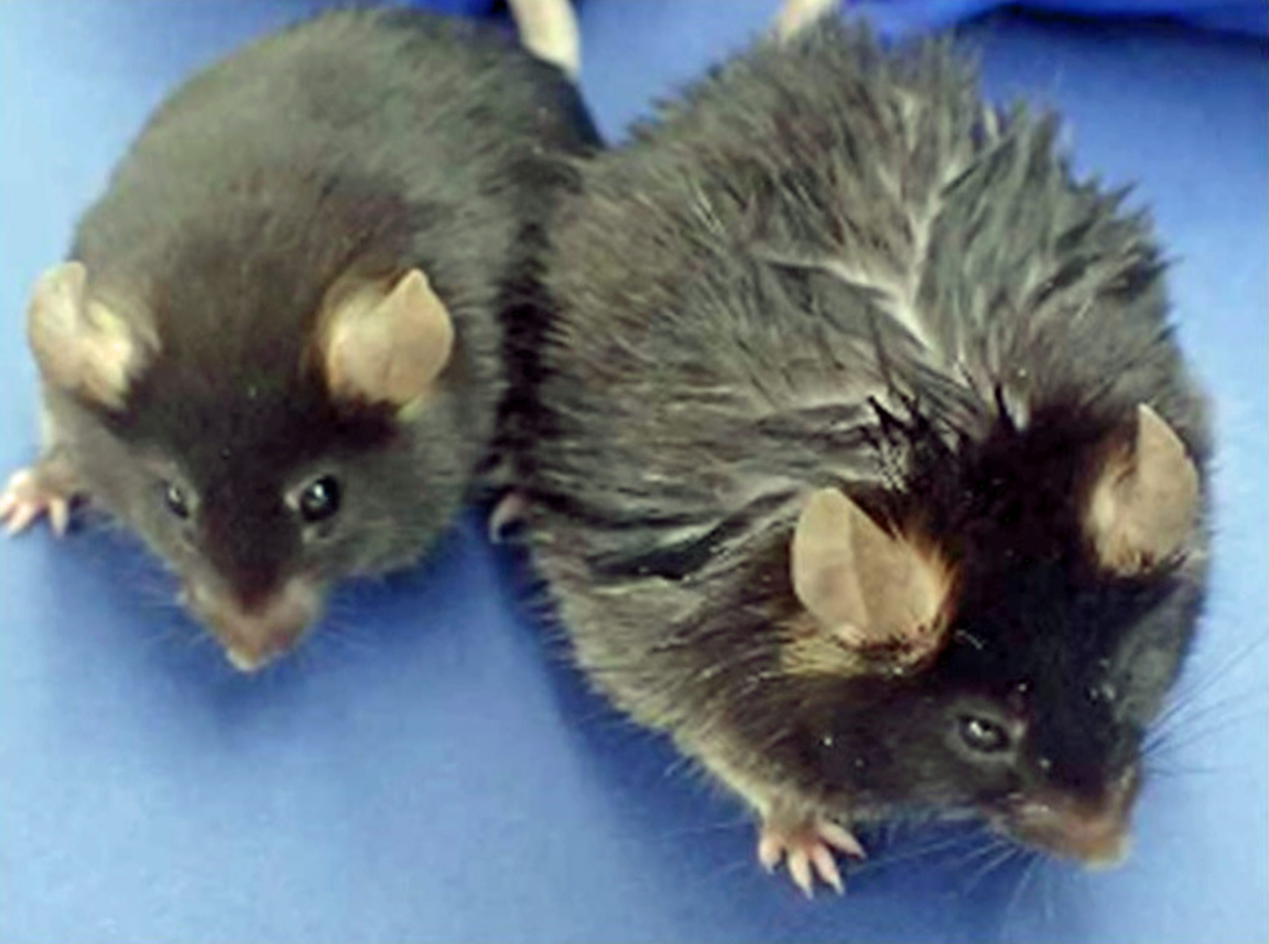 Lichidul spinal de la șoareci ar putea stimula amintirile persoanelor în vârstă