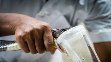 Veninul mortal al păianjenilor și al șerpilor ar putea fi leacul revoluționar în medicină