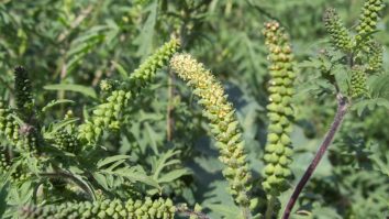 Ciucă, preocupat de buruieni. Premierul cere aplicarea legii pentru combaterea ambroziei