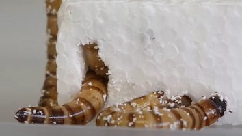 Larvele de gândaci mâncători de polistiren ne-ar putea ajuta să reciclăm plasticul