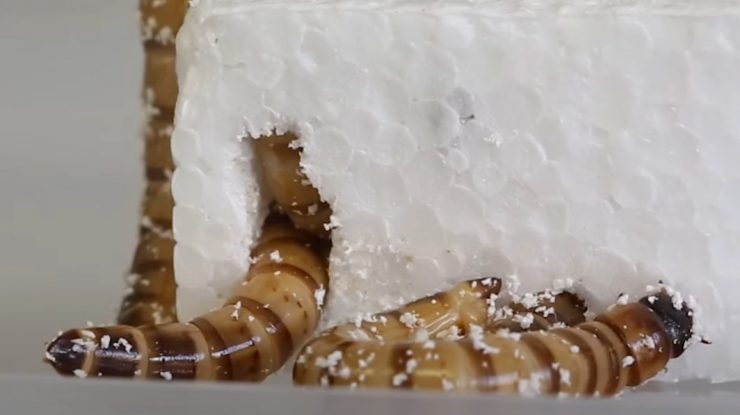 Larvele de gândaci mâncători de polistiren ne-ar putea ajuta să reciclăm plasticul