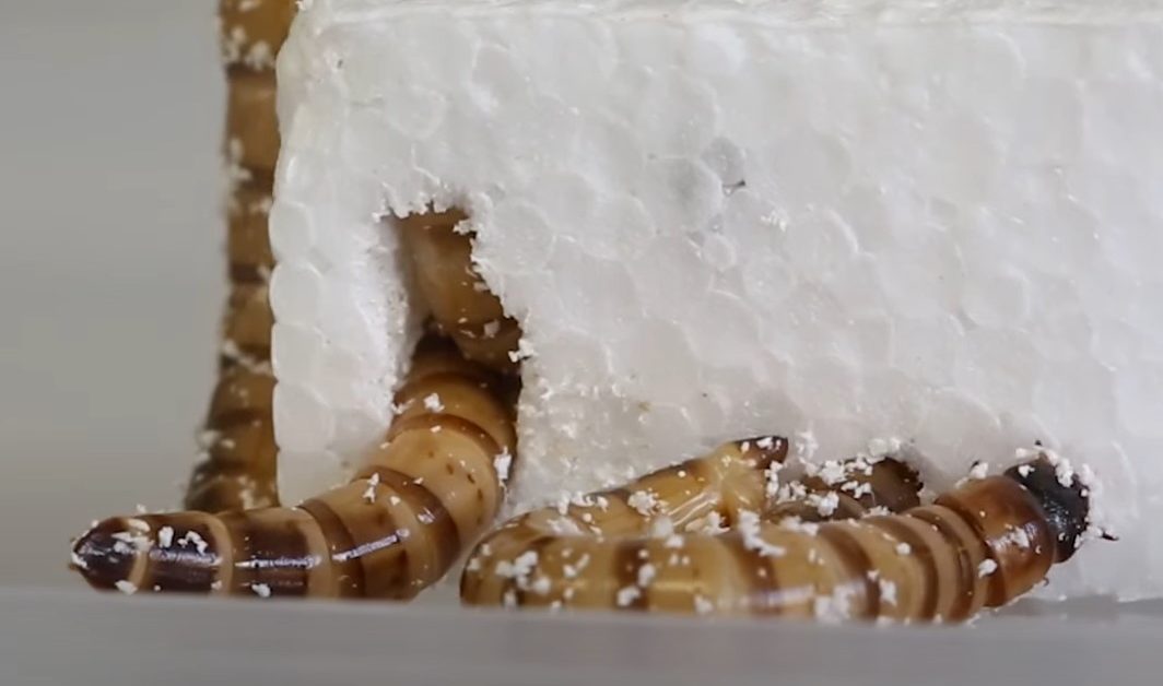 Larvele de gândaci mâncători de polistiren ne-ar putea ajuta să reciclăm plasticul