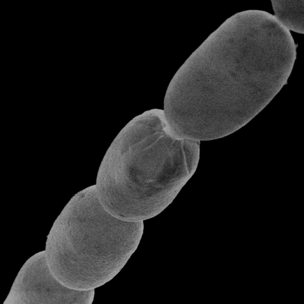 Bacterie Thiomargarita magnifica