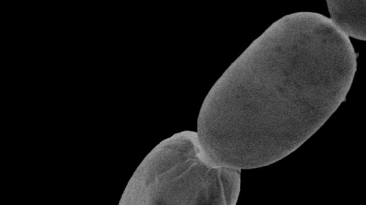 Bacterie Thiomargarita magnifica