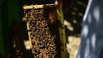 Albinele se simt în Statele Unite ca peștele în apă. Ca să le protejeze, un judecător le-a încadrat în clasa înotătoarelor