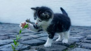 Pisicile din Cluj riscă să fie mâncate