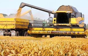 Suprafeţele cultivate în 2021 au fost mai mari faţă de anul precedent. Care este ultima prognoză cu privire la randamentul culturilor