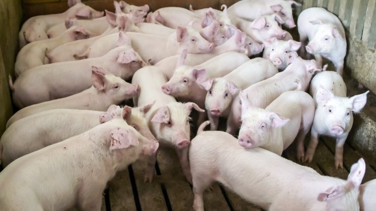 porci
