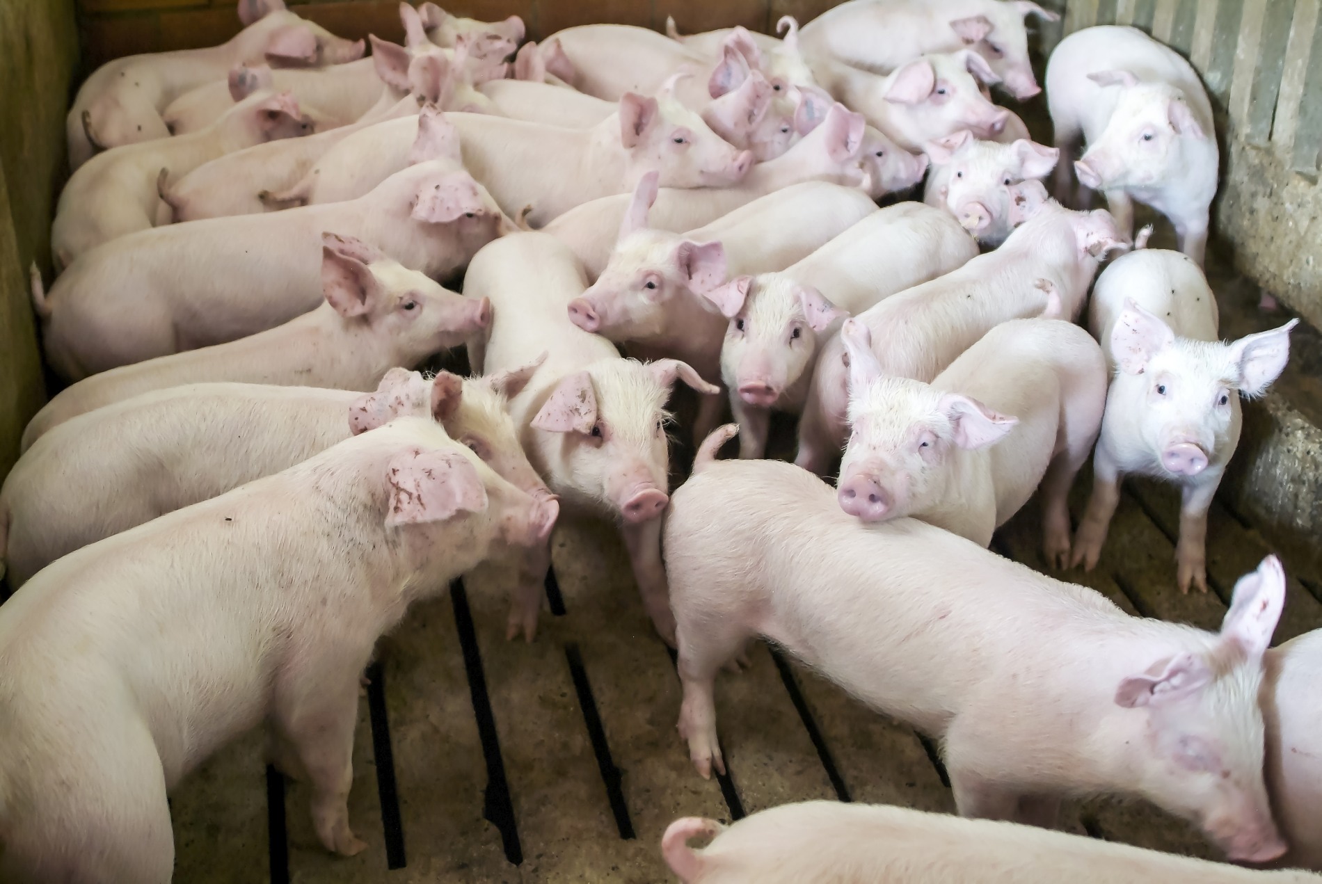 China clonează porci cu ajutorul unui robot. 7 purceluși au fost deja clonați