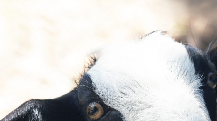 capra