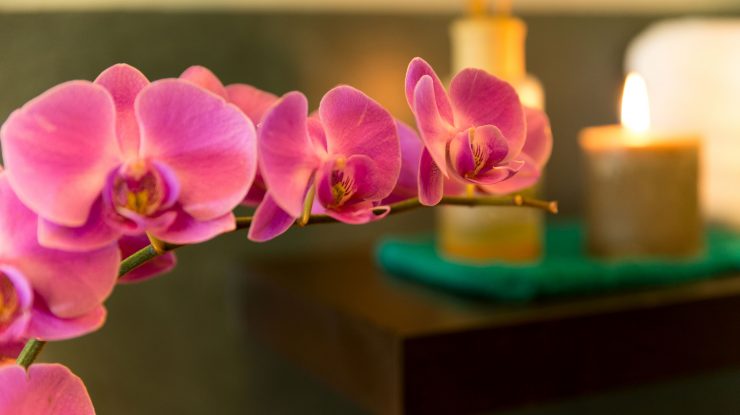 O specie rară de orhidee, care nu a mai fost văzută din 1902, redescoperită după 120 de ani