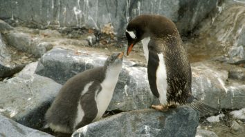 Se caută indicii pentru cadavrele a sute de pinguini mici și albaștri aduși la țărm în Noua Zeelandă