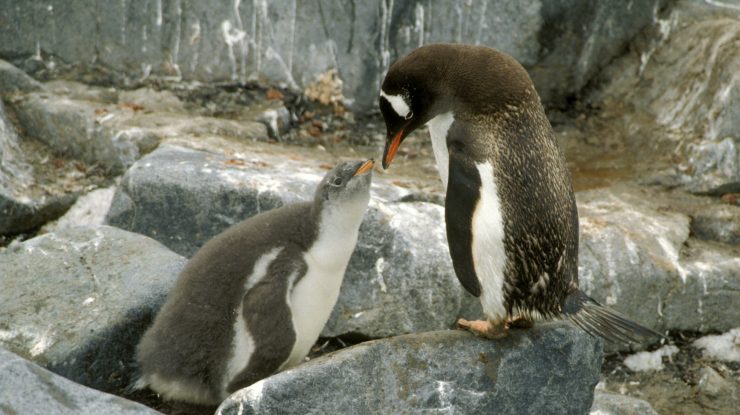 Se caută indicii pentru cadavrele a sute de pinguini mici și albaștri aduși la țărm în Noua Zeelandă