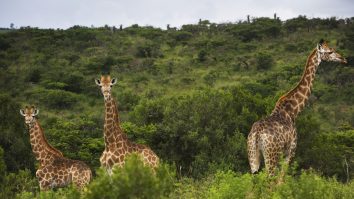 Un nou studiu dezvăluie de ce au girafele gâtul lung