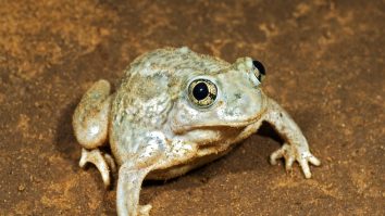 Consumul în creștere al pulpelor de broască