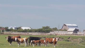 Penitenciarul din Timișoara vrea să pună deținuții la coada vacii