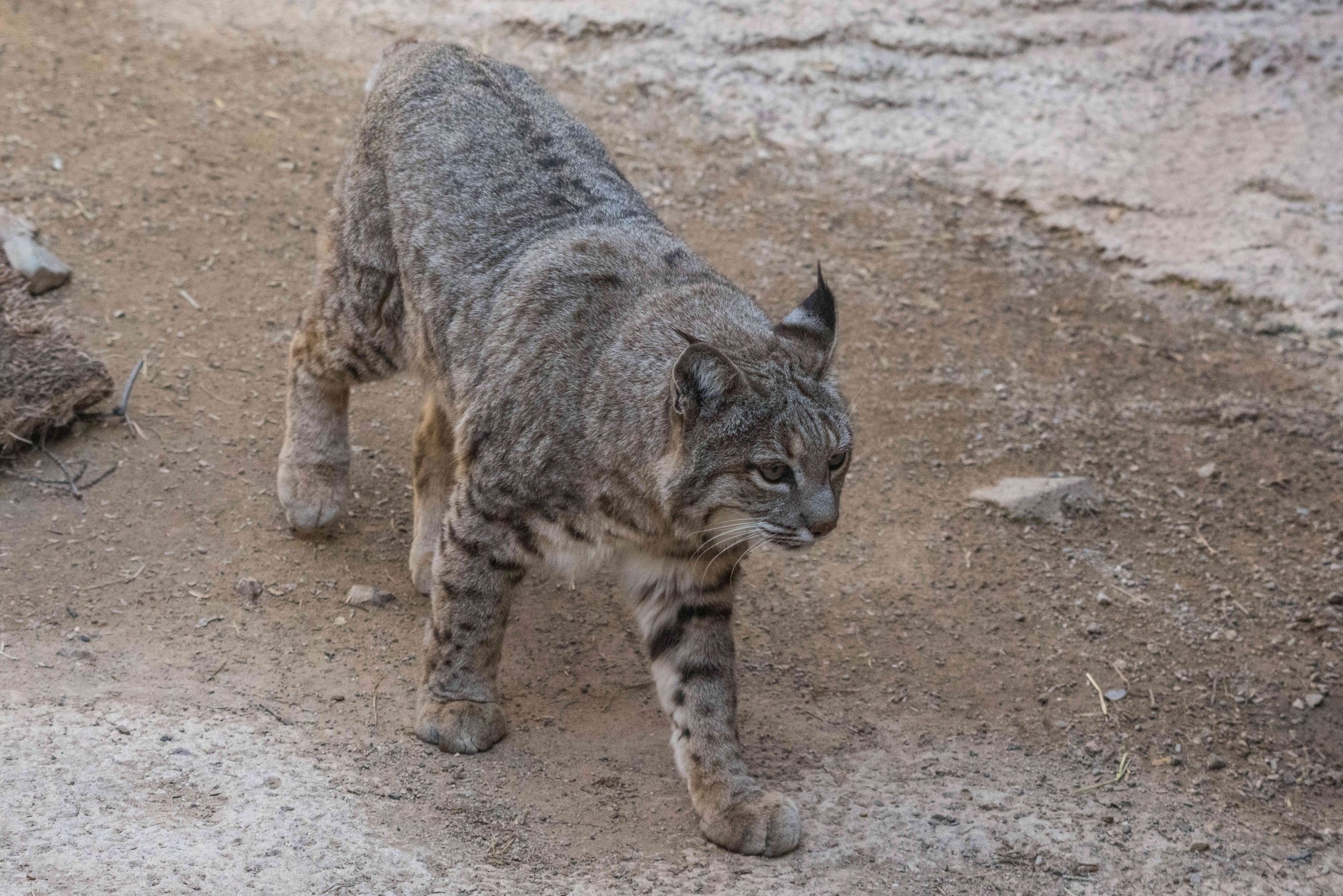 O pisică a infectat un medic cu virusul SARS-COV-2, dupa ce a strănutat in fața lui