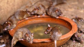 Cercetătorii americani au găsit soluția ca să scape de șobolani – pastilele contraceptive
