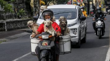 De ce nu ar trebui să conduci cu câinele în poală