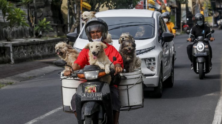 De ce nu ar trebui să conduci cu câinele în poală