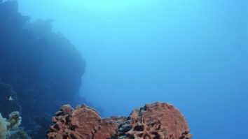 Schimbările climatice amenință biodiversitatea. Populațiile de bureți de mare, în pericol