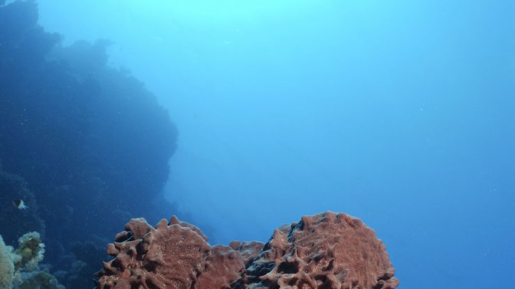 Schimbările climatice amenință biodiversitatea. Populațiile de bureți de mare, în pericol