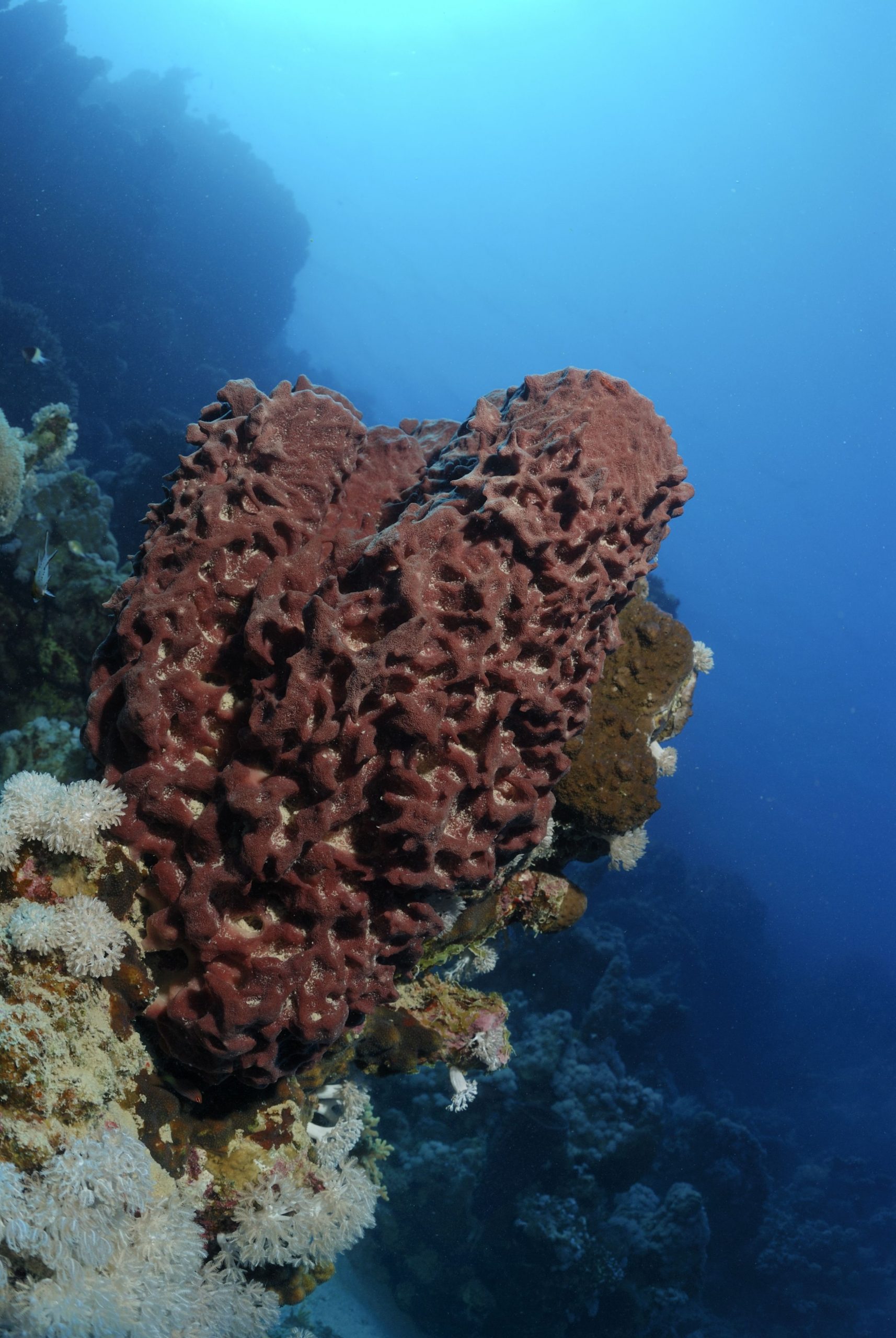Schimbările climatice amenință biodiversitatea. Populațiile de bureți de mare, în pericol