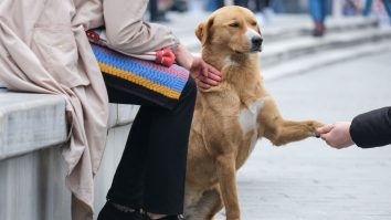 STUDIU. De ce câinii îi pot vindeca pe copiii cu autism