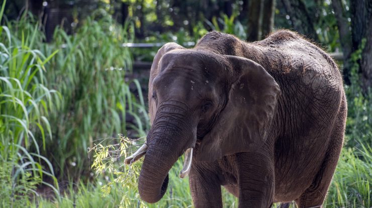 Happy, un elefant din grădina zoologică din Bronx, nu va primi statutul de persoană, a decis o instanță din New York
