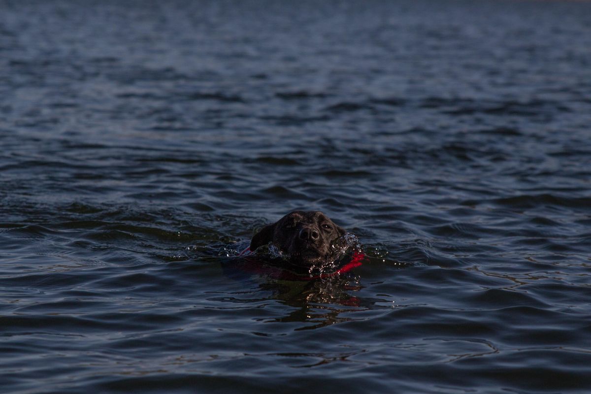 Povestea lui Jolie, câinele care a căzut peste bord și a înotat timp de două zile pentru a ajunge pe uscat