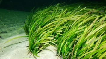 Posidonia australis