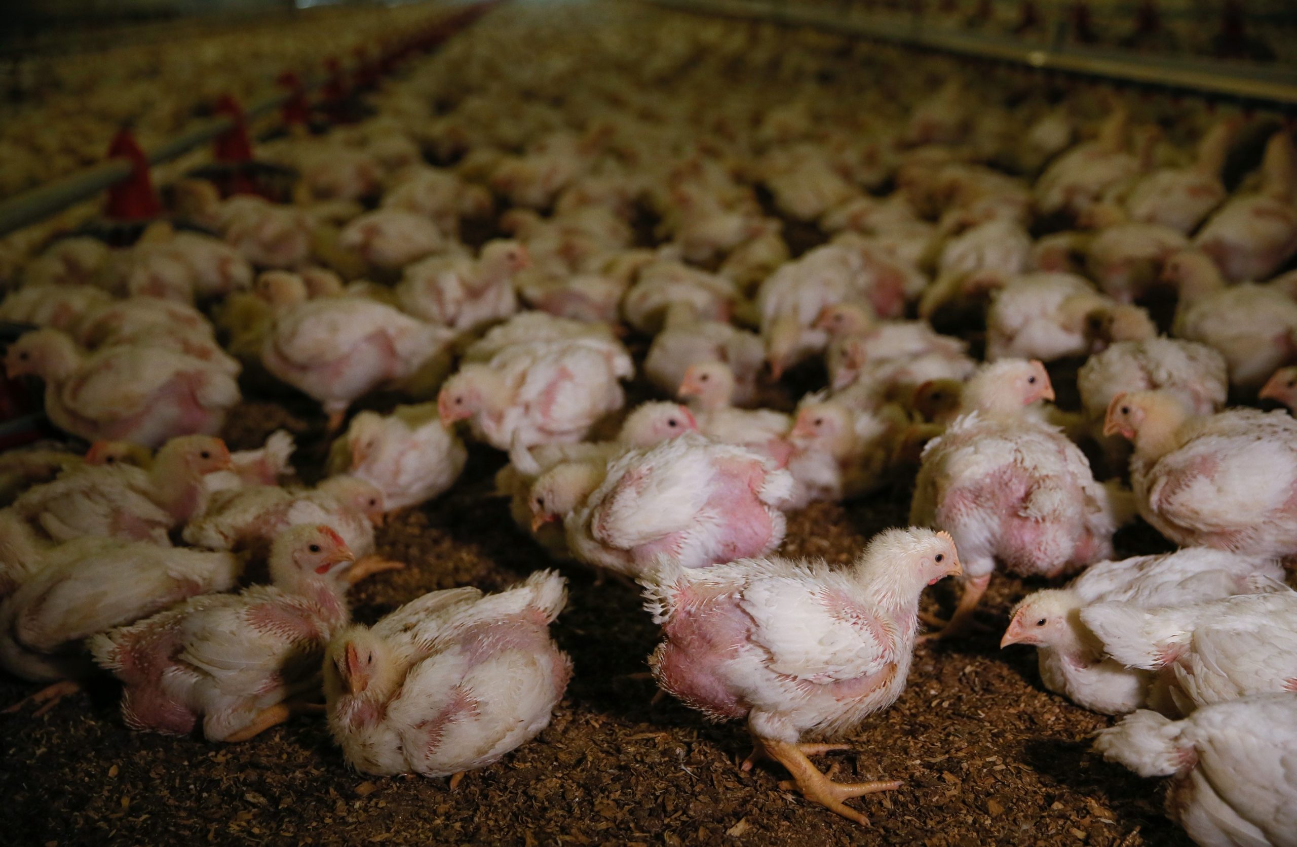 Malaezia suspendă exporturile de pui pe fondul creșterii prețurilor la alimente