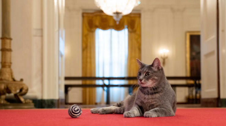 Willow, membrul răsfățat al familiei prezidențiale, are privilegii. Soții Biden nu pleacă în excursii fără pisica lor