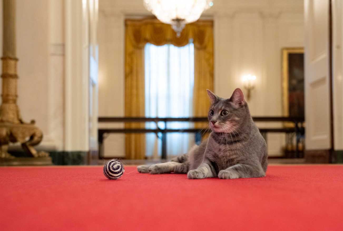 Willow, membrul răsfățat al familiei prezidențiale, are privilegii. Soții Biden nu pleacă în excursii fără pisica lor