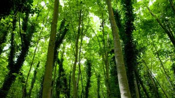 angajamentul pentru mediu