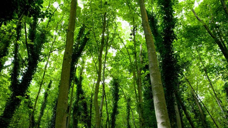 angajamentul pentru mediu