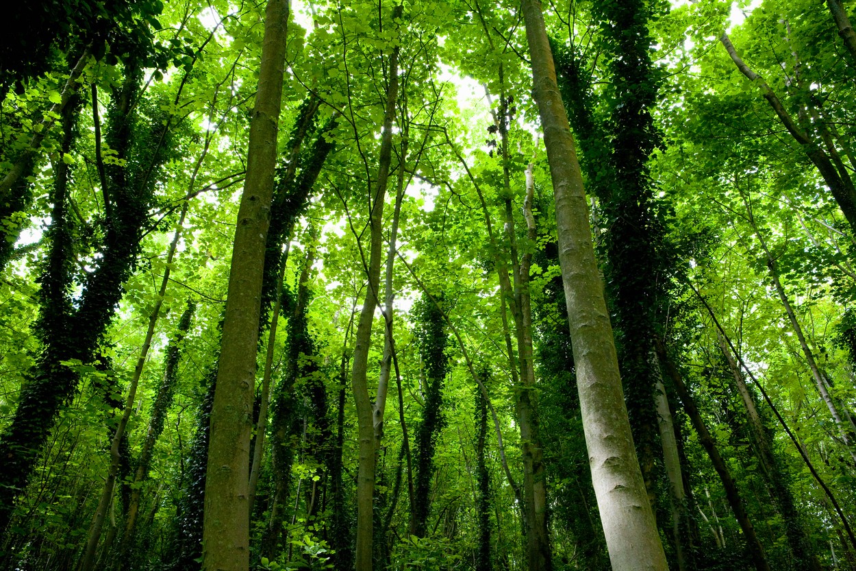 50 de companii şi ONG-uri au semnat Angajamentul pentru Mediu, primul demers al comunităţii de afaceri din România