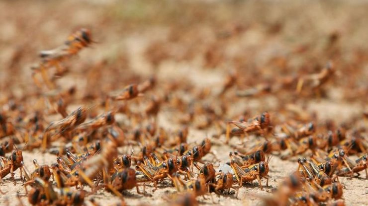 invazie de lăcuste