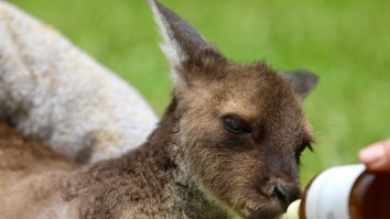Australia a pierdut cele mai multe specii de mamifere din lume, arată un raport