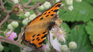 O specie de fluturi din Marea Britanie, dată dispărută de mai bine de jumătate de secol, observată din nou