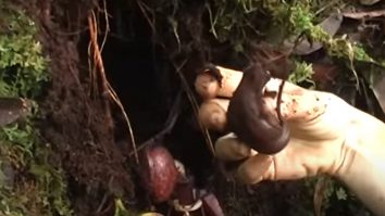 VIDEO. A fost descoperită prima plantă carnivoră care prinde prada sub pământ