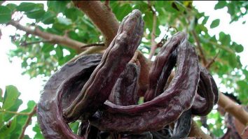 Roșcova, planta cultivată ca furaj pentru animale, folosită acum ca înlocuitor pentru pudra de cacao