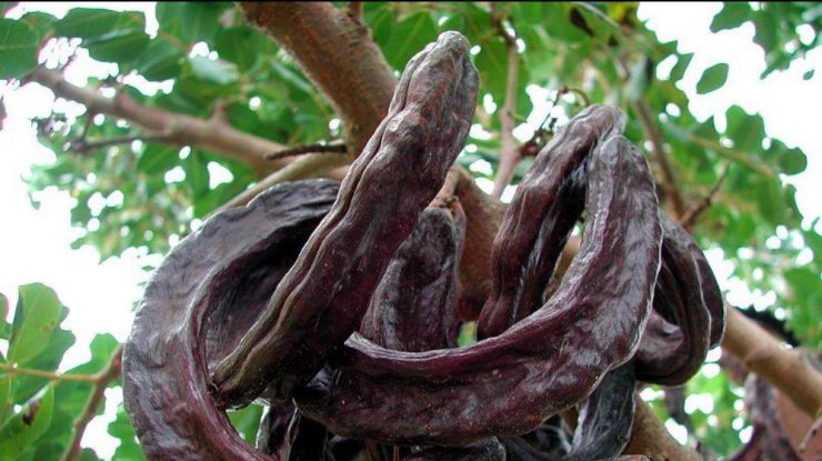 Roșcova, planta cultivată ca furaj pentru animale, folosită acum ca înlocuitor pentru pudra de cacao